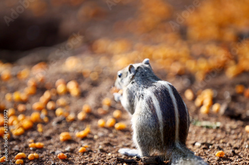 Indian Palm Squirell 