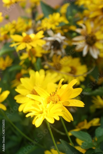 Garden with beautiful flowerbed of yellow Heliopsis