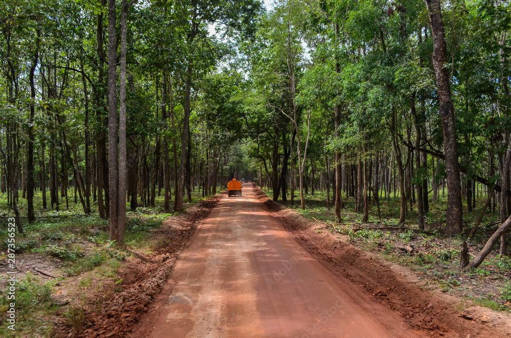 Fototapeta premium Dirt road in to forest
