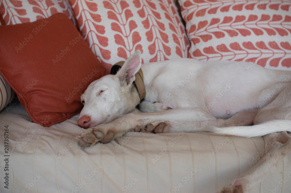 english greyhound asleep tired on a sofa chill female