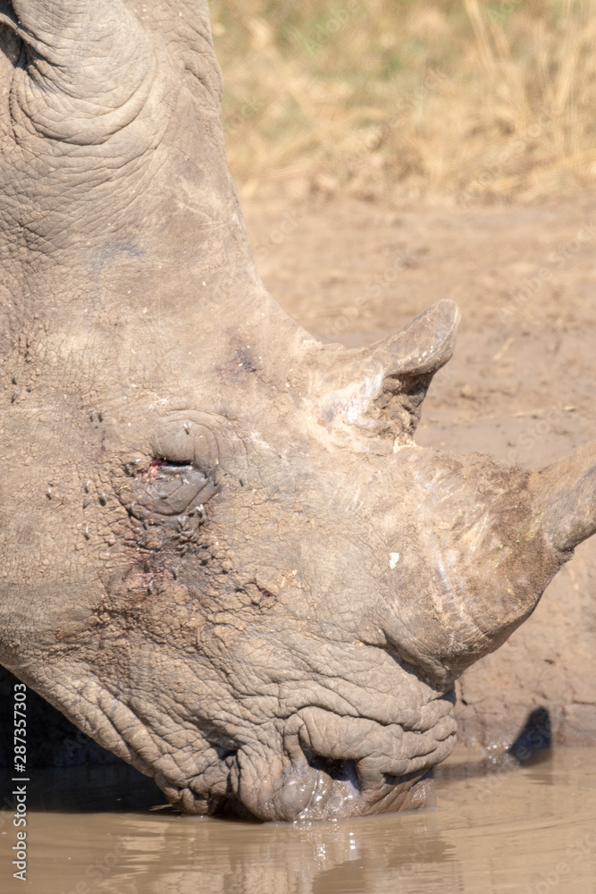 Fototapeta premium Closeup of a white rhinoceros with an injured eye drinking at a waterhole.