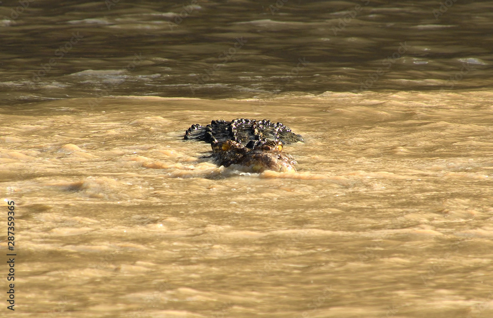 Saltwater crocodile swims head on in murky and muddy river, Australia. Saltwater crocodile swims head on in murky and muddy river, Australia.