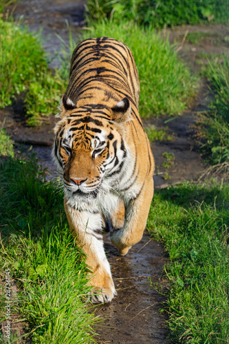 Fototapeta Naklejka Na Ścianę i Meble -  Siberian tiger, (Panthera tigris altaica), walking along a dirt road with vegetation, with afternoon sunlight