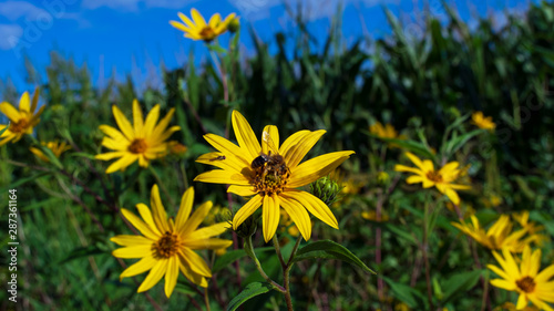 Bees pollinating yellow flowers on edge of cornfield