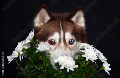 Husky and bouquet of white flowets photo