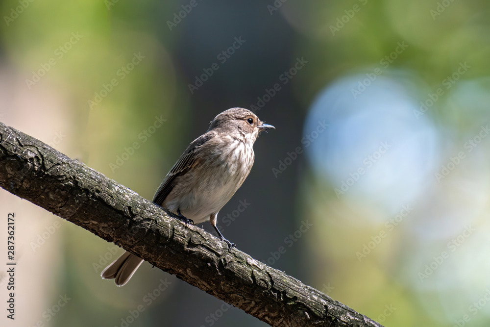 Spotted Flycatcher ( Muscicapa striata) sitting on the branch in the forest.