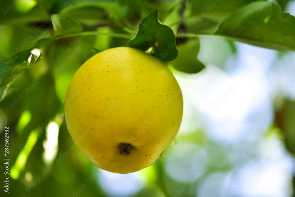 Harvest apples, apple trees in the domestic garden. Harvest apples, apple trees in the domestic garden.