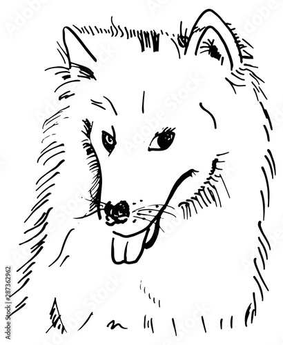 A vector pen and ink drawing of a smililng samoyed dog on a white background photo