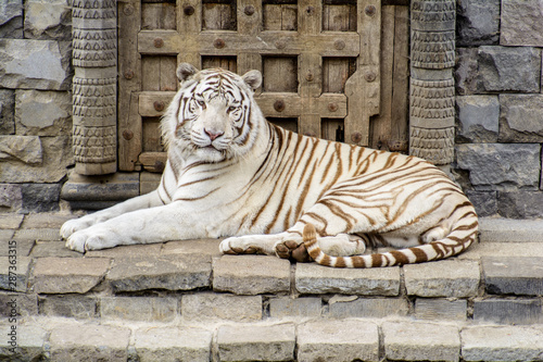 White tiger in front of the wall