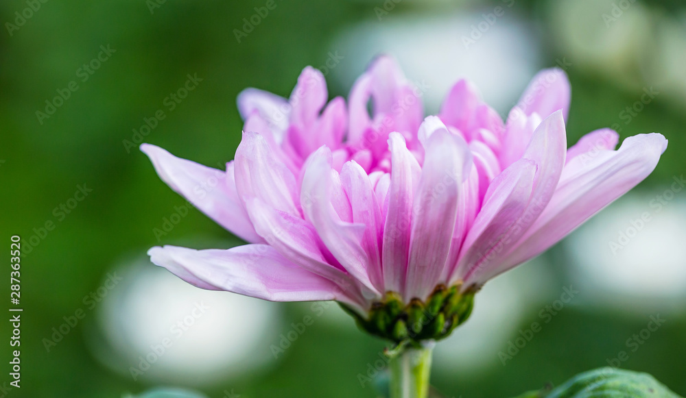 Close-up of Pink chrysanthemum flower on green nature blurred background.