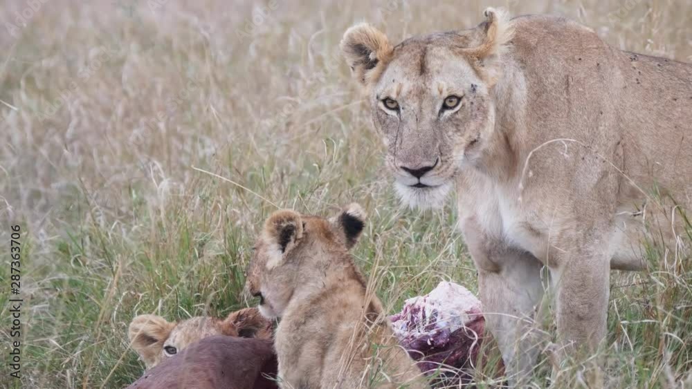 4K 60p close up shot of lion cubs and a lioness feeding at masai mara national reserve in kenya 4K 60p close up shot of lion cubs and a lioness feeding at masai mara national reserve in kenya