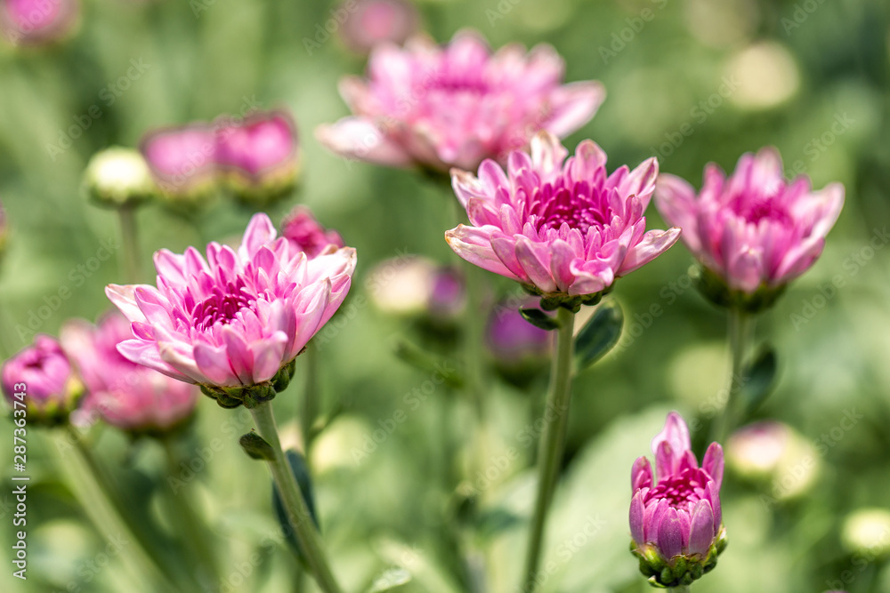 Chrysanthemum flowers in the farmer's garden