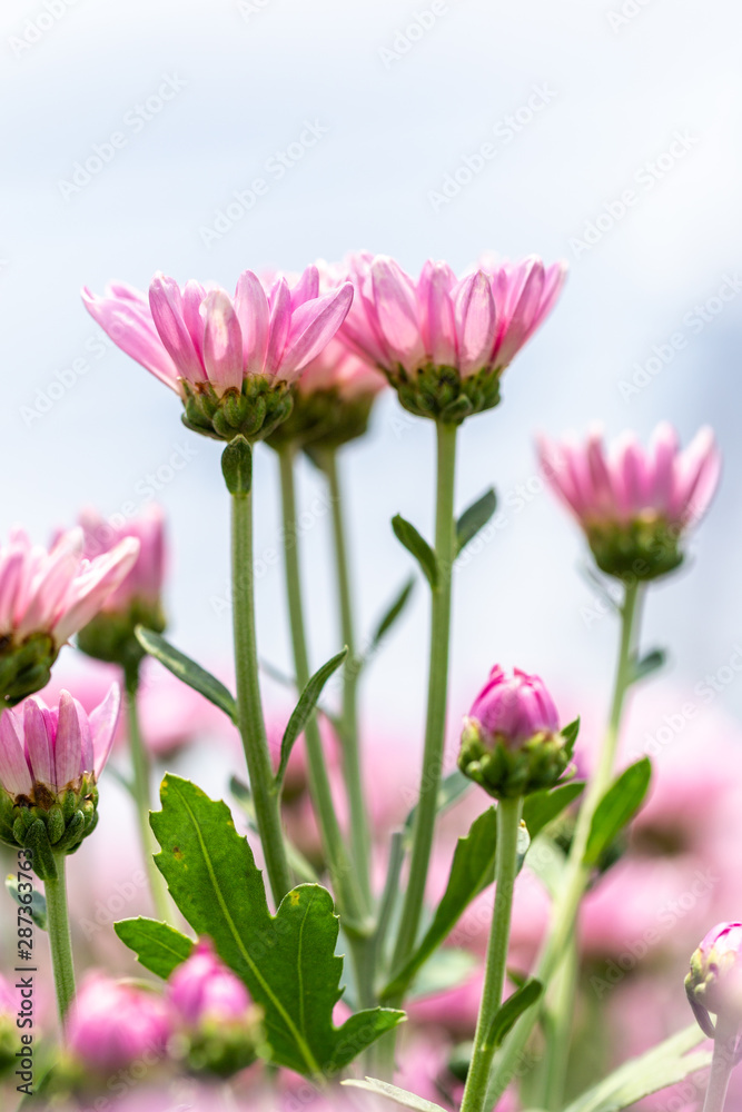 Chrysanthemum pink flowers in the farmer's garden Chrysanthemum pink flowers in the farmer's garden