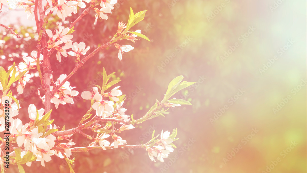 Almond flowers in bloom on a blurred background with copy space, selective focus, toned image Almond flowers in bloom on a blurred background with copy space, selective focus, toned image