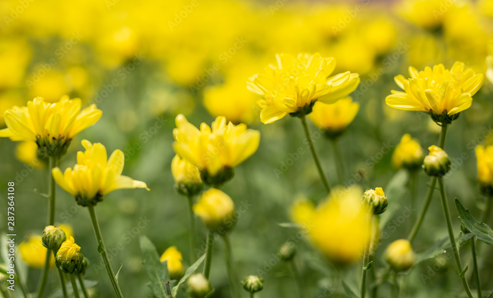 Chrysanthemum yellow flowers in the farmer's garden. Close-up