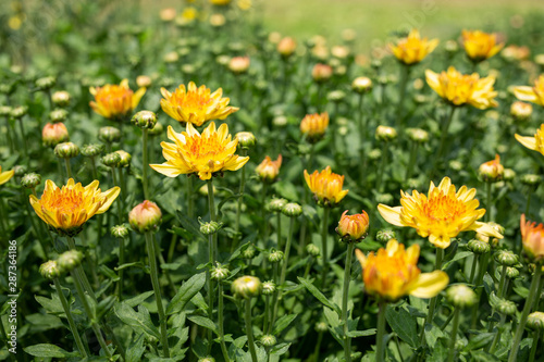 Yellow chrysanthemum flowers in the fields.