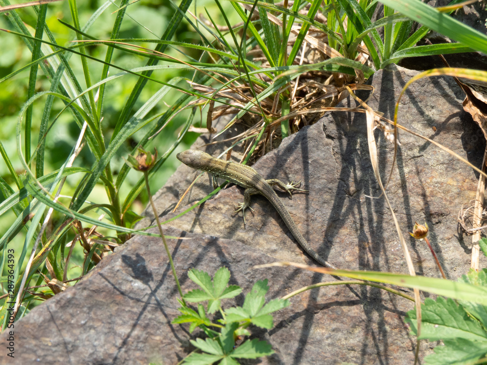 Fototapeta premium Small gecko sitting on stone in top view