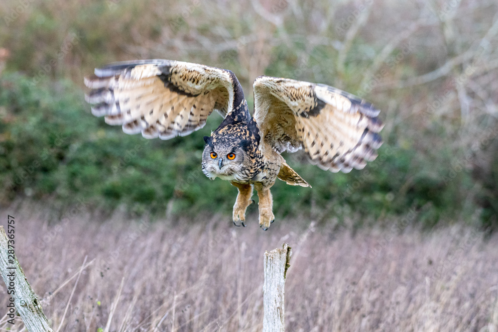 Fototapeta premium An Eurasian Eagle Owl (Bubo bubo) flies over a meadow in Gloucestershire