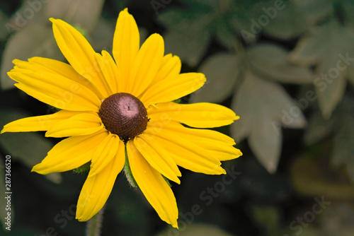 Fine yellow flower of rudbeckia shining (Rudbeckia fulgida).