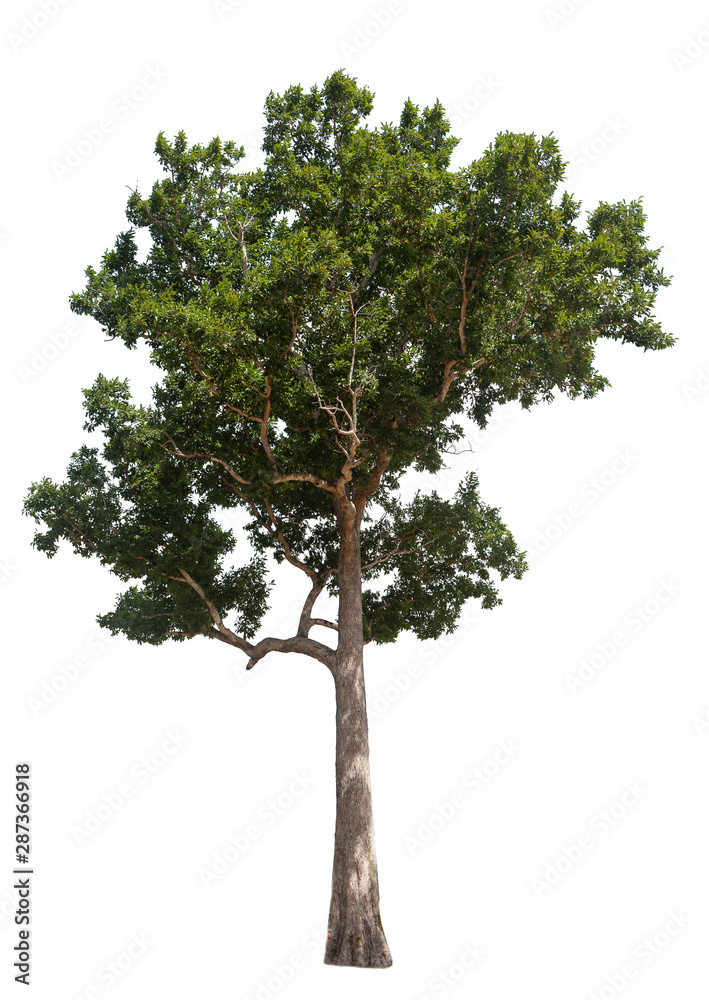 isolated tree on white background for decorating the village garden