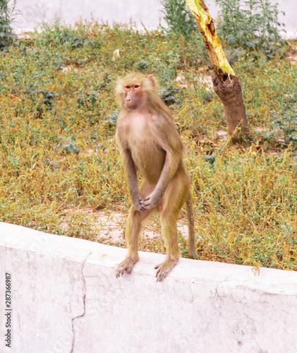 Baboon standing in silence on the edge of the wall and watching with hands crossed in chhatbir zoo