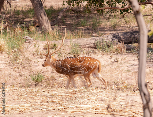 Barasingha deer walking in the nature habitat in opened forest. Beautiful swamp deer walking in the forest photo