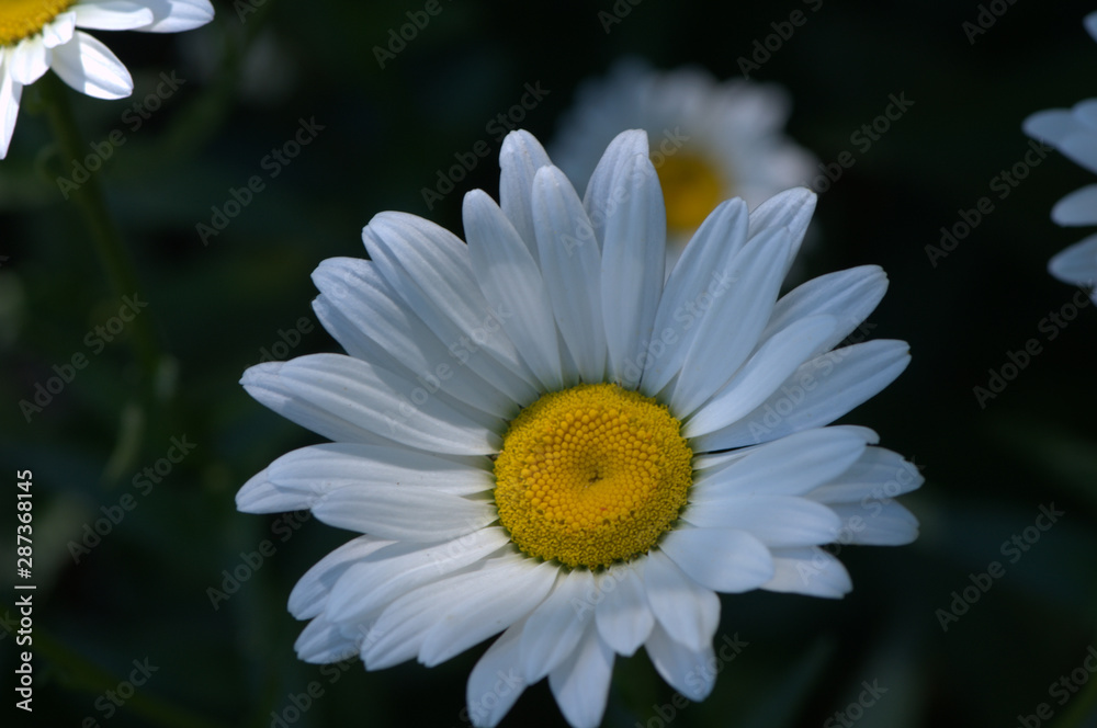 Fototapeta premium daisy on green background