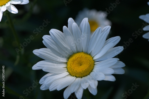 daisy on green background