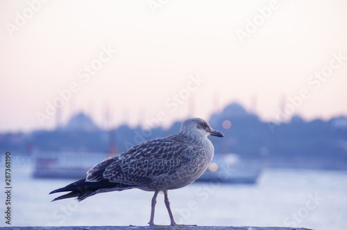 seagull on Istanbul