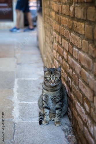 Cat in Venice