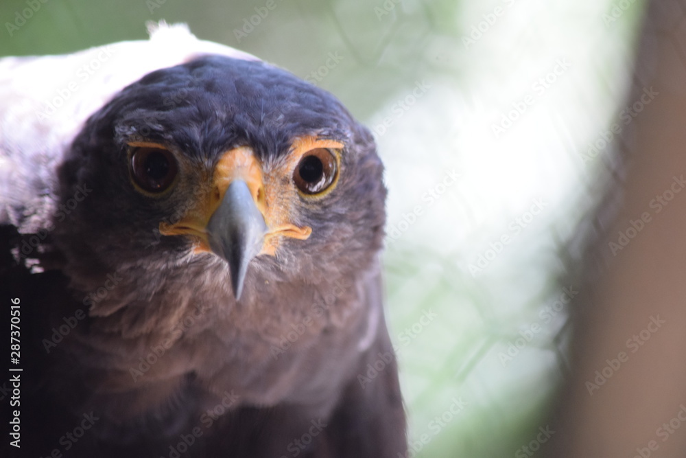 Obraz premium birds and animals