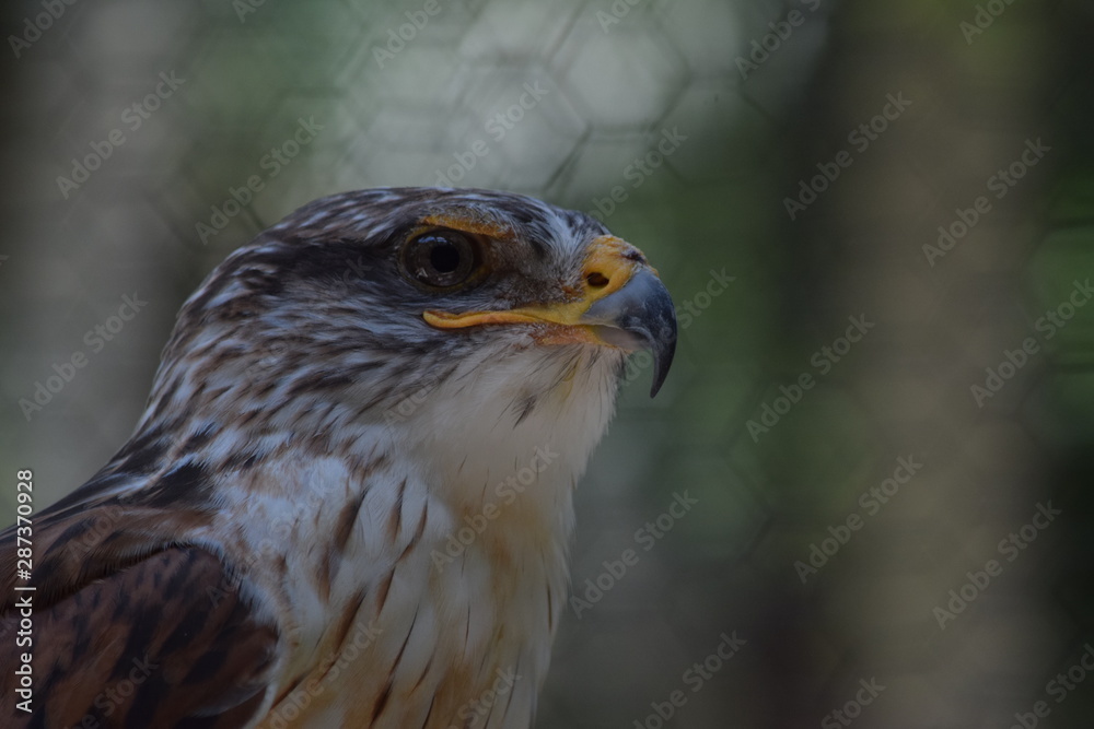 birds and animals birds and animals