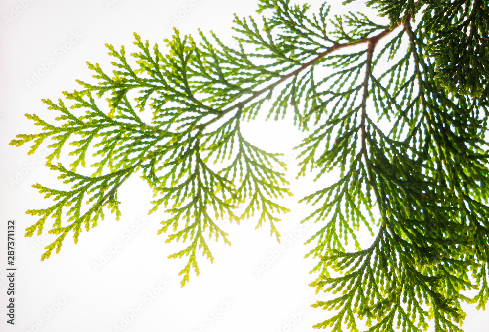 Obraz premium green leaf isolated on the white