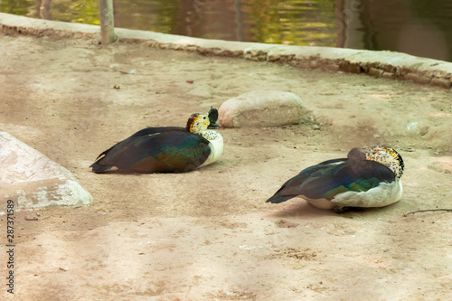 Grey ducks Gadwalls (ANAS strepera) sitting on the dry surface near pond in chhatbir zoo, India. Indian wildlife bird photo