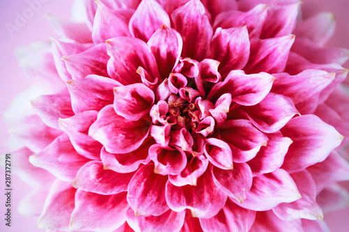 Dahlia on pink background.