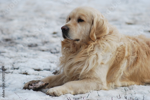 Golden retriever male