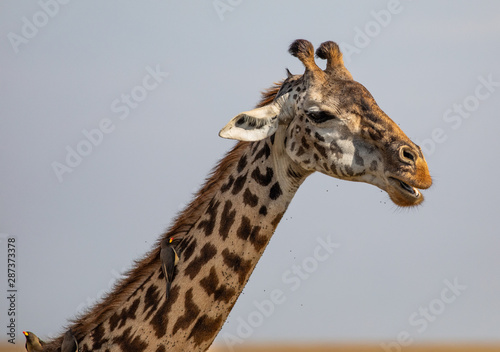 Giraffe, Masai race © Jeff Schultes