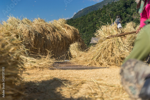 Farmer produce healthy food, organic rice grains, ancient thresh rice style, Thailand,