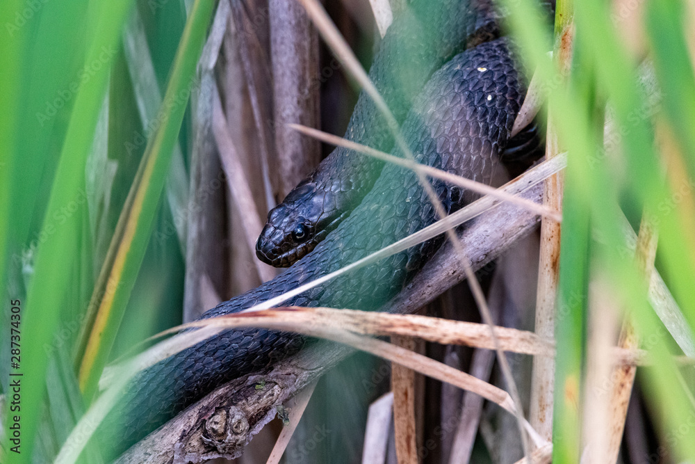 Fototapeta premium Northern water snake basking in swamp environment