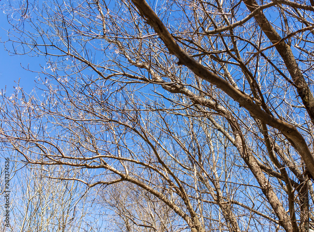 Bare branches on a tree against a blue sky Bare branches on a tree against a blue sky