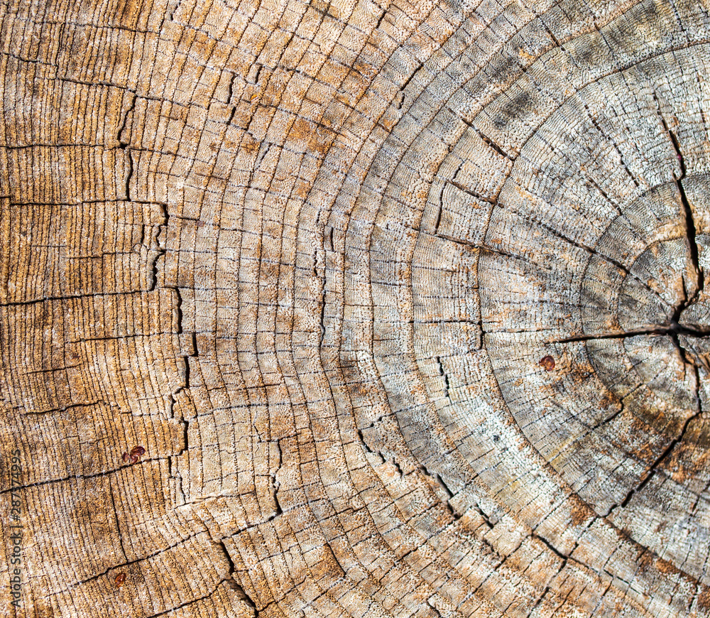 Naklejka premium Stump from a sawn tree in nature