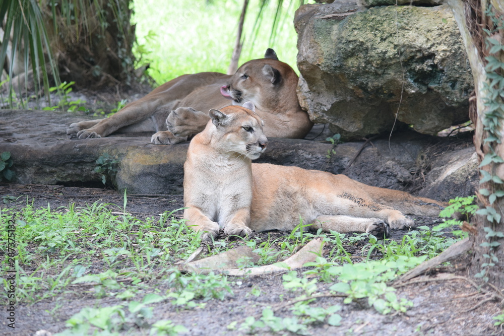 Naklejka premium Birds and animals