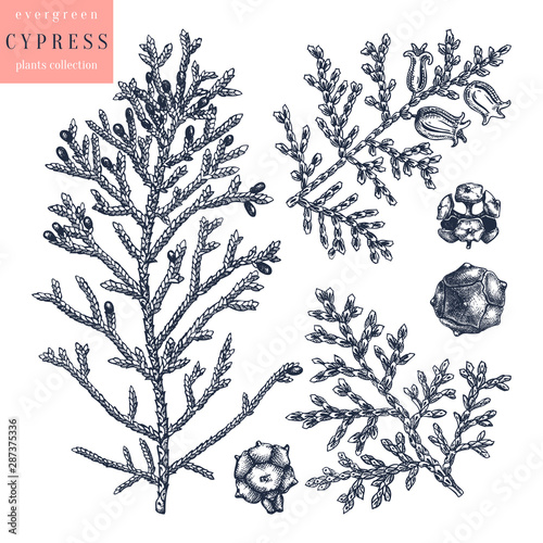 Mediterranean cypress vector illustrations set. Evergreen tree botanical drawings. Hand drawn conifer plant. 