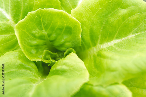 Close-up macro shot  photos of butterhead vegetables on organic farms are fresh and clean.