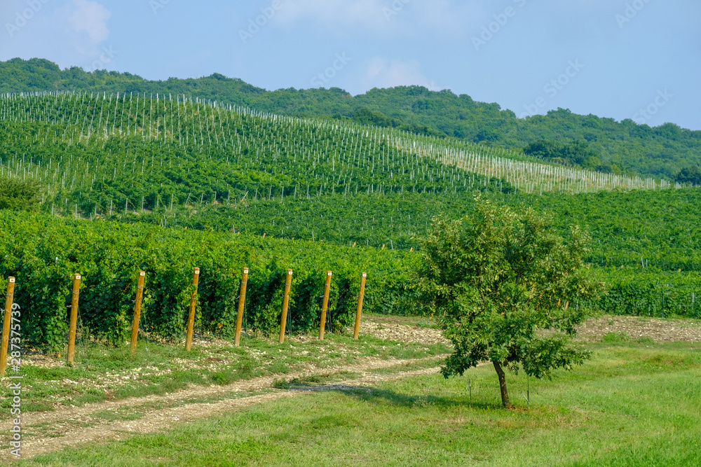 Long rows of vineyards on the Taman Peninsula. Krasnodar region.