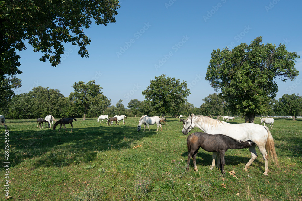 Fototapeta premium Lipizzaner horses
