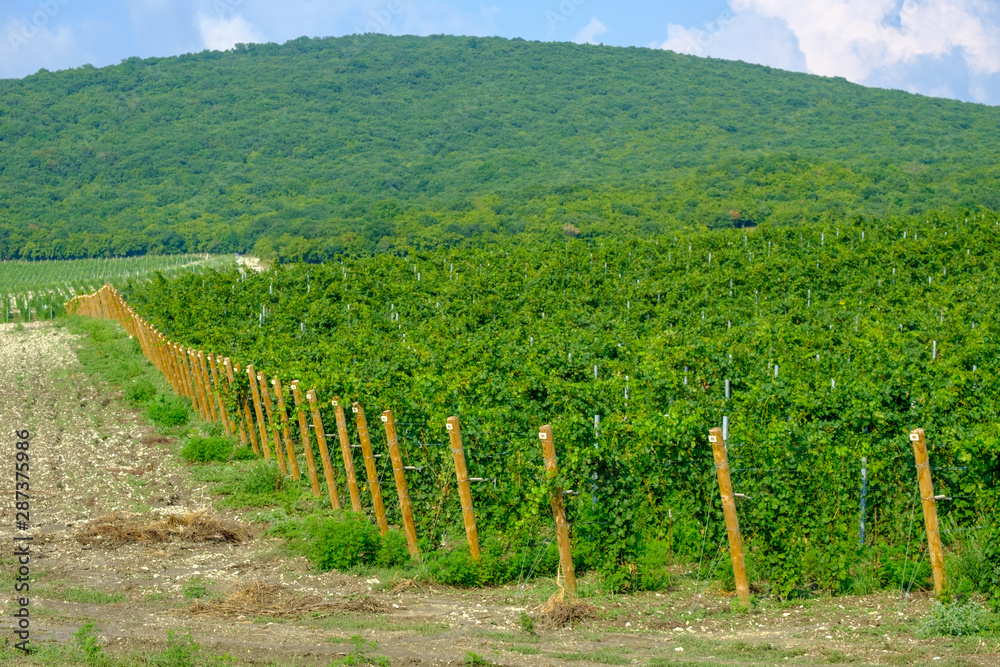 Fototapeta premium Long rows of vineyards on the Taman Peninsula. Krasnodar region.