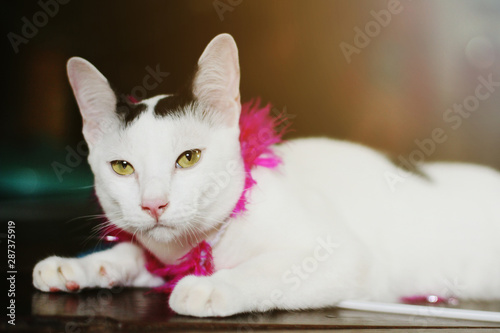 White cat enjoy and relax on wooden floor © cocorattanakorn