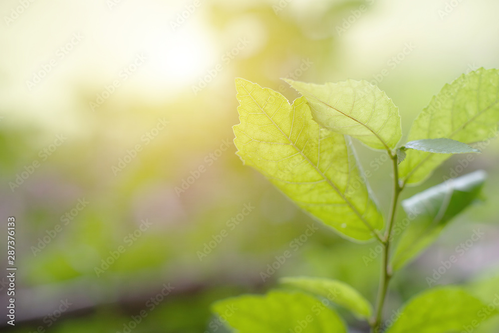 Close up view of green leaf nature background. Fresh green leaf under the sunlight with blurred green background. Ecology, Nature, alternative energy concept. Close up view of green leaf nature background. Fresh green leaf under the sunlight with blurred green background. Ecology, Nature, alternative energy concept.