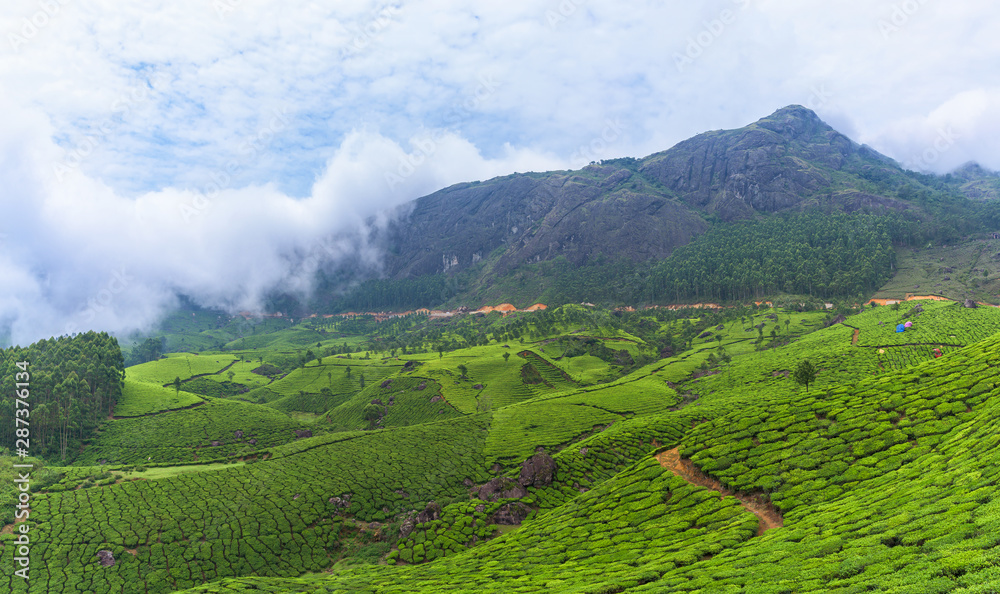 Fototapeta premium Beautiful tea plantations in hills near Munnar, Kerala, India.